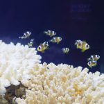 GEX×四国水族館 サーキュラーエコノミー啓発企画展 『生きものとガラスのいのちをつなぐ物語展』