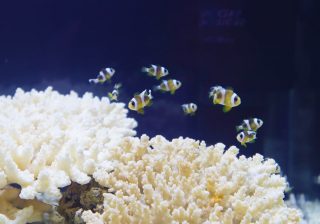 【夏休み必見】ゴミだった水槽で泳ぐ赤ちゃん魚たち　親子で感動できる「四国水族館の企画展」