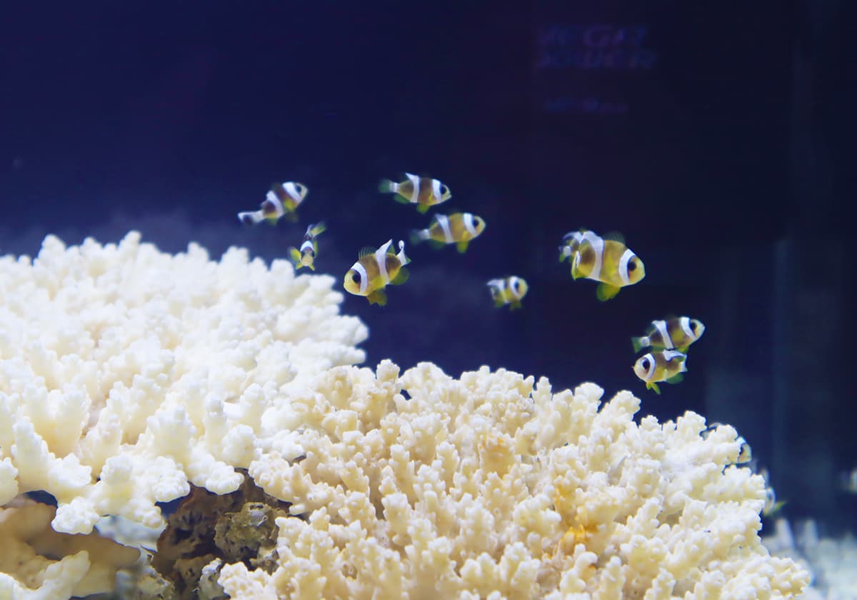 GEX×四国水族館 サーキュラーエコノミー啓発企画展 『生きものとガラスのいのちをつなぐ物語展』