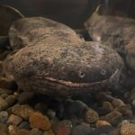 スライゴオオサンショウウオ