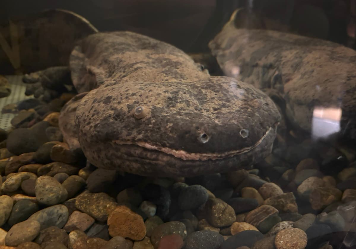 スライゴオオサンショウウオ