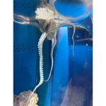 サメハダテナガダコ