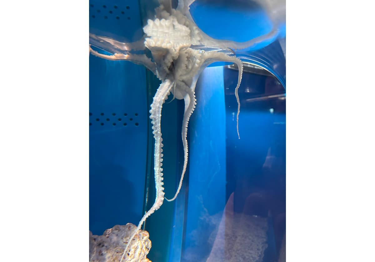 サメハダテナガダコ