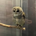 アカアシモリフクロウ