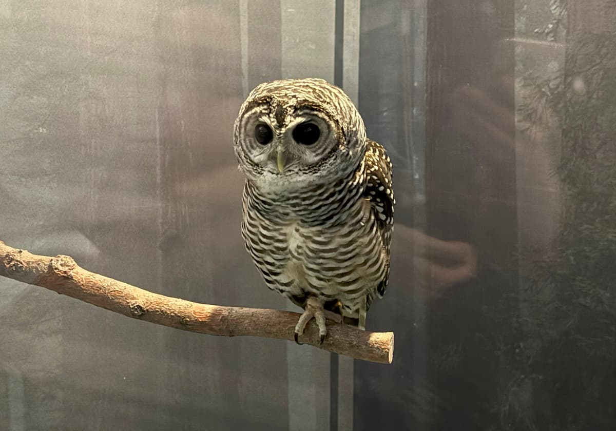 アカアシモリフクロウ