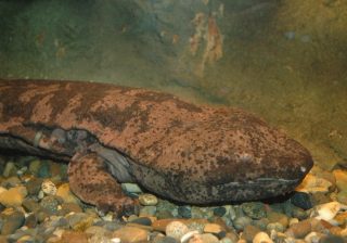 世界で2個体のみ生存確認！「スライゴオオサンショウウオ」の生態　エサを丸のみする両生類
