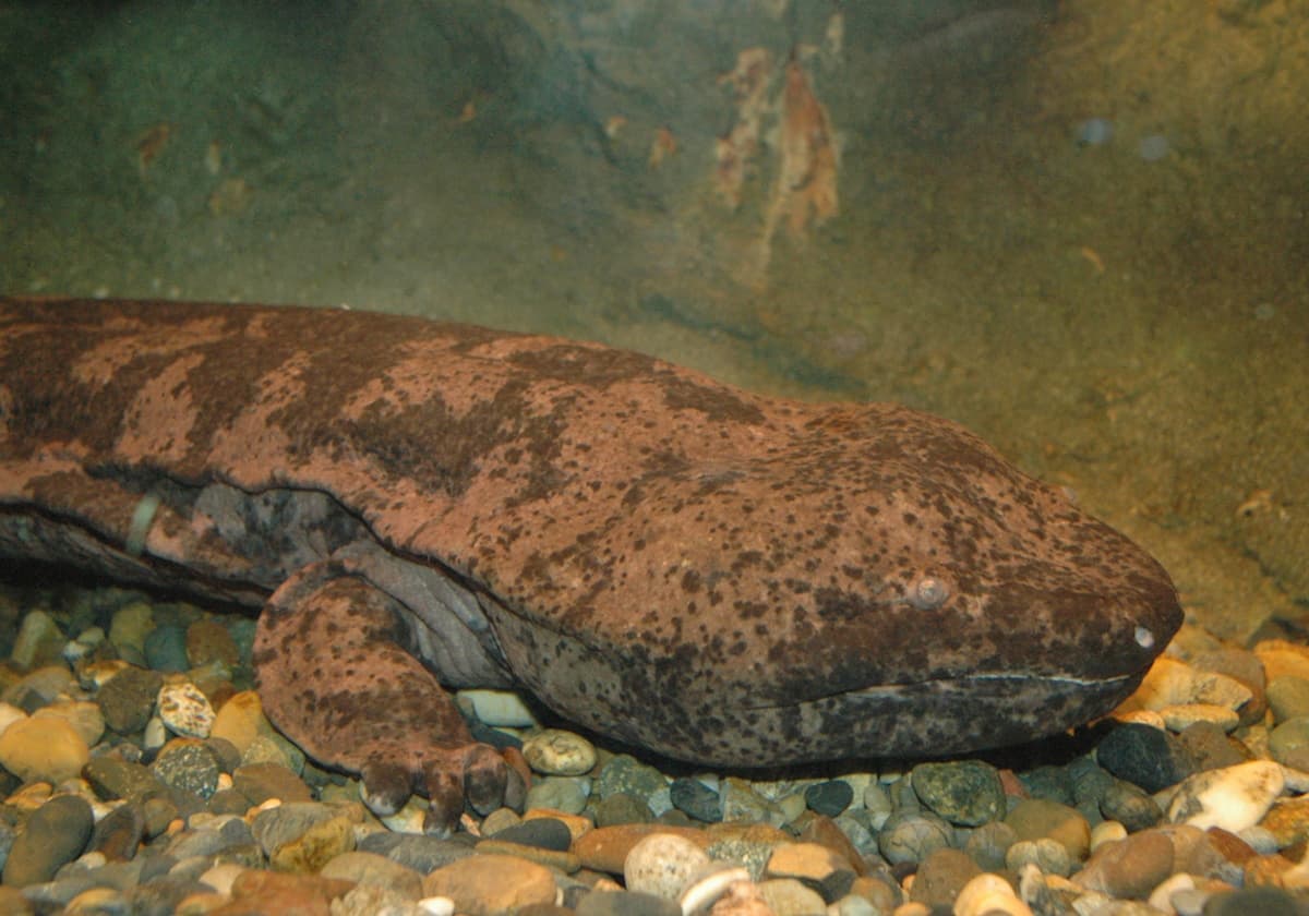 スライゴオオサンショウウオ