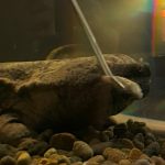 スライゴオオサンショウウオ