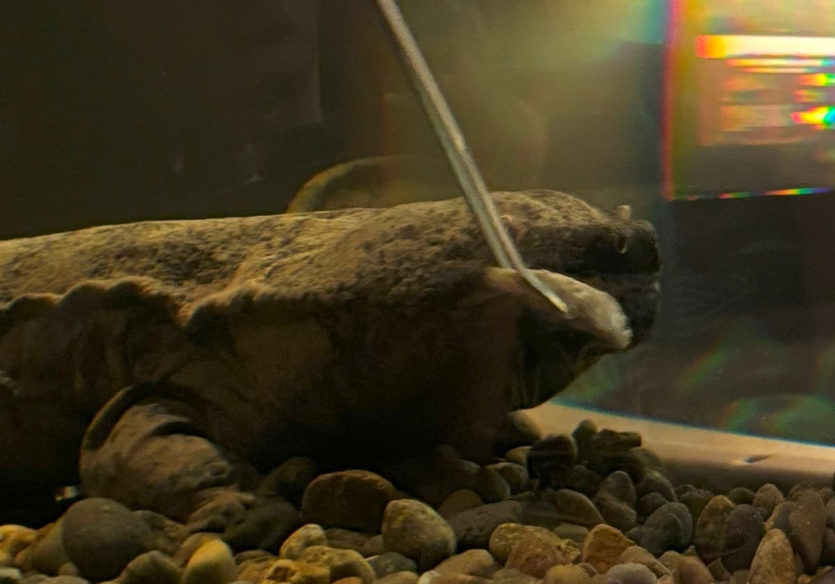 スライゴオオサンショウウオ