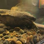 スライゴオオサンショウウオ