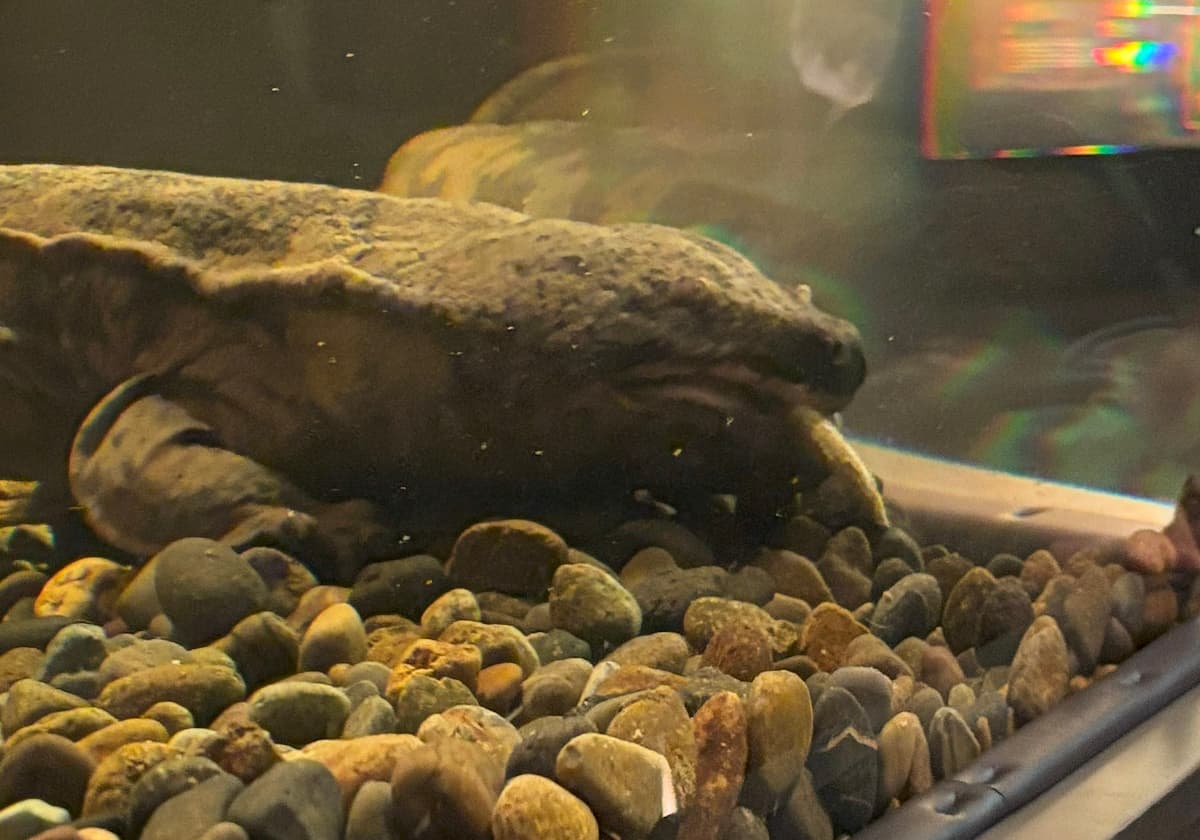 スライゴオオサンショウウオ