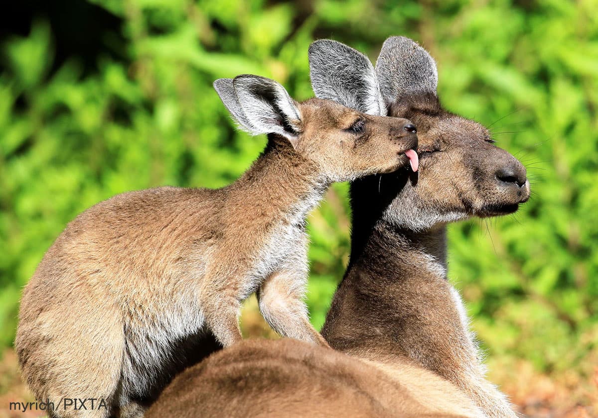 カンガルーの親子