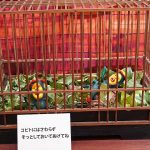 こびとづかん秋まつり～秋のこびと自由研究～