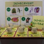 こびとづかん秋まつり～秋のこびと自由研究～