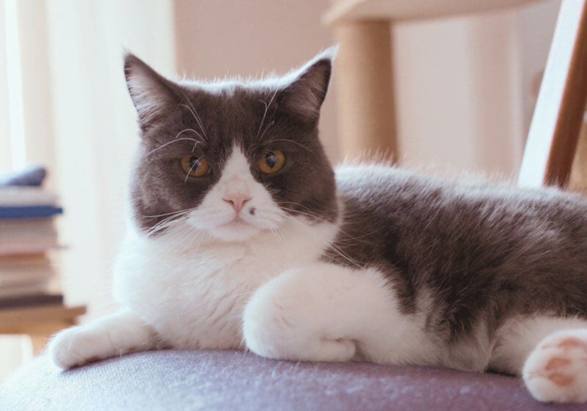 猫