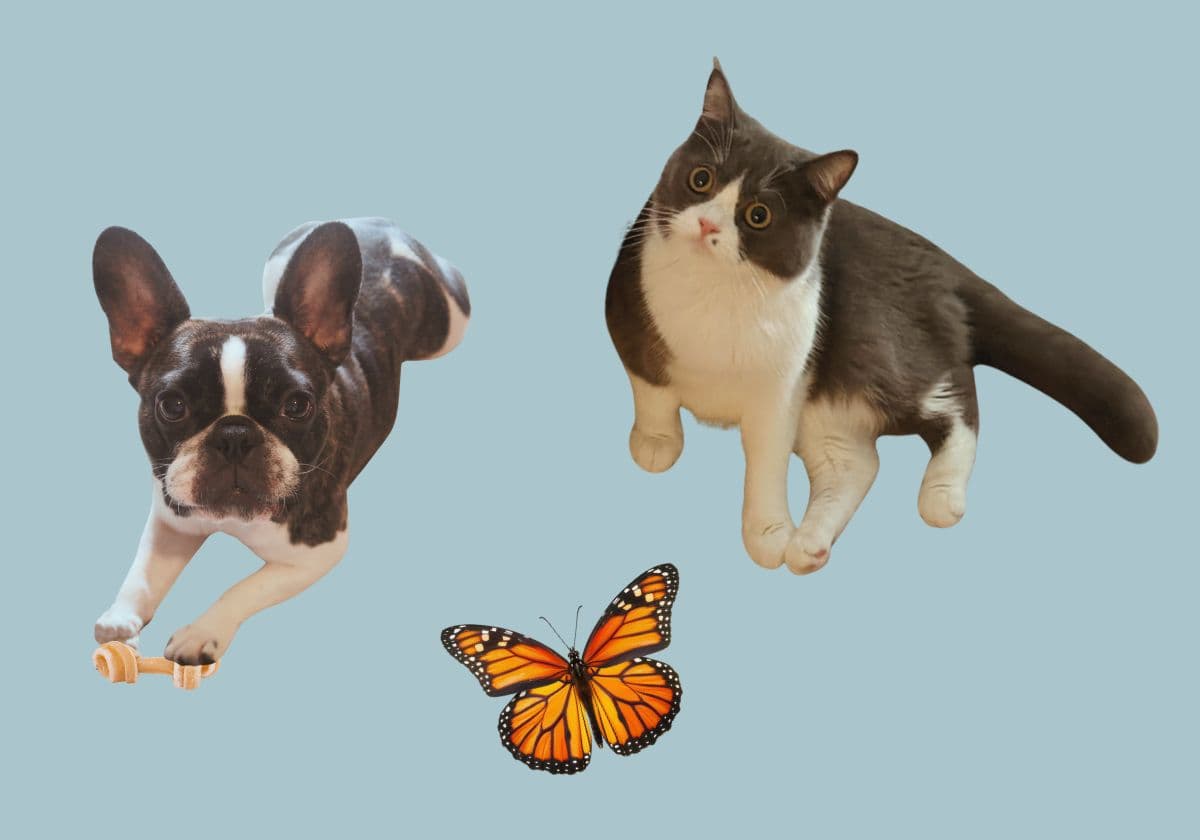 英語と日本語の使い分けは？ バイリンガル家庭に生まれた子の言葉の覚え方【ゆる英語子育て④】の画像1