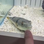 水の生きものセカンドライフ 瀕死の生きものを救ったら、ゆかいな日々が訪れた