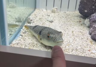 子どもの「生き物を飼いたい！」にどう答える？人気YouTuberエマスさんが語る、親子で共有すべき“３つの覚悟”