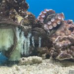 水の生きものセカンドライフ 瀕死の生きものを救ったら、ゆかいな日々が訪れた