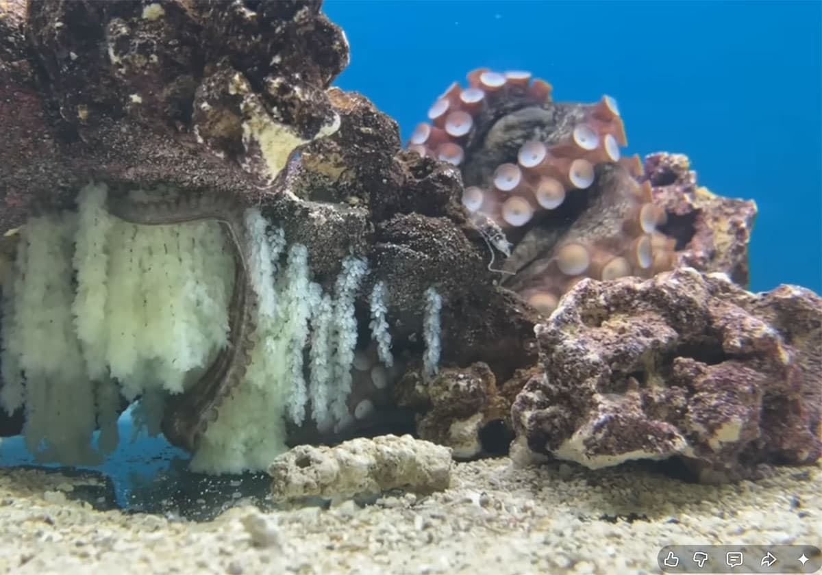 水槽で卵を産んだマダコの「たこわさ」
