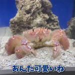 水の生きものセカンドライフ 瀕死の生きものを救ったら、ゆかいな日々が訪れた