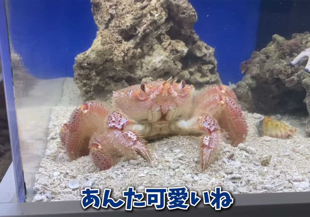 子どもの「生き物を飼いたい！」にどう答える？人気YouTuberエマスさんが語る、親子で共有すべき３つの覚悟の画像3