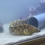 水の生きものセカンドライフ 瀕死の生きものを救ったら、ゆかいな日々が訪れた
