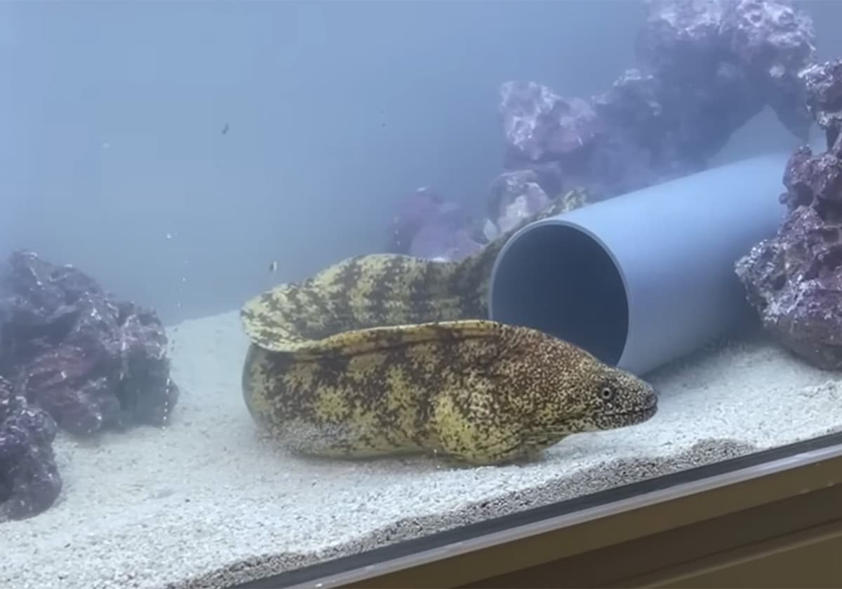 うつぼの「サブレ」