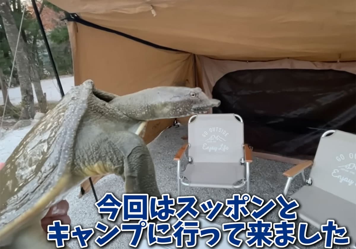 すっぽんの「スブタ」を連れてキャンプへ