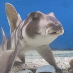 水の生きものセカンドライフ 瀕死の生きものを救ったら、ゆかいな日々が訪れた