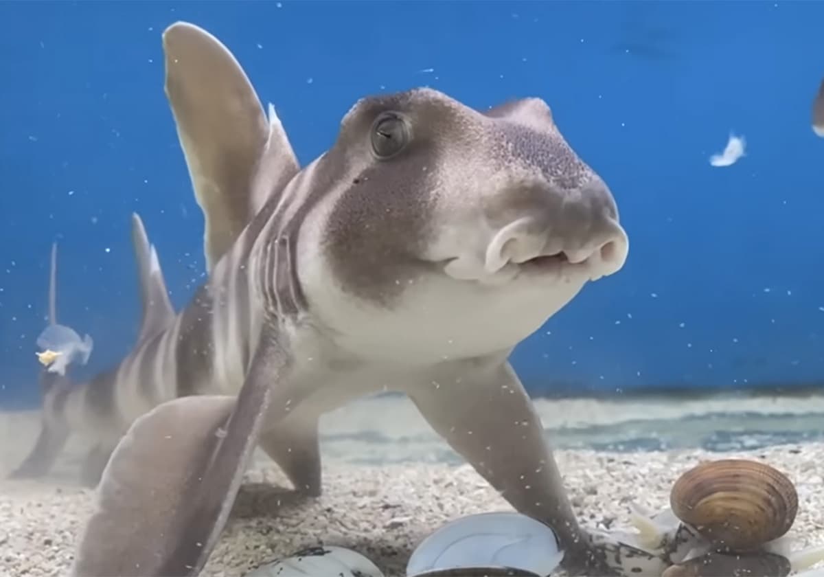 子どもの「生き物を飼いたい！」にどう答える？人気YouTuberエマスさんが語る、親子で共有すべき３つの覚悟の画像4