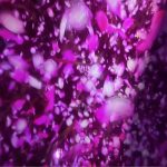 チームラボプラネッツ