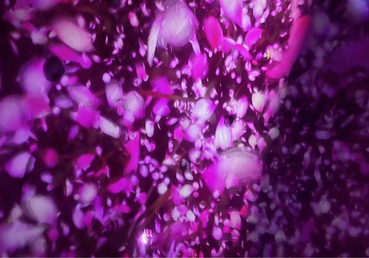 チームラボプラネッツ