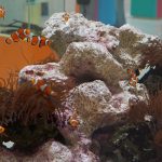 ニフレル「毒にふれる」ゾーン　カクレクマノミ