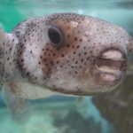 ニフレル「毒にふれる」ゾーン　ネズミフグ