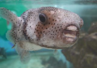 猛毒のフリをする魚とは？ ニフレル「どくにふれる」ゾーンにまぎれ込む変装名人