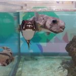 ニフレル「毒にふれる」ゾーン　ネズミフグ