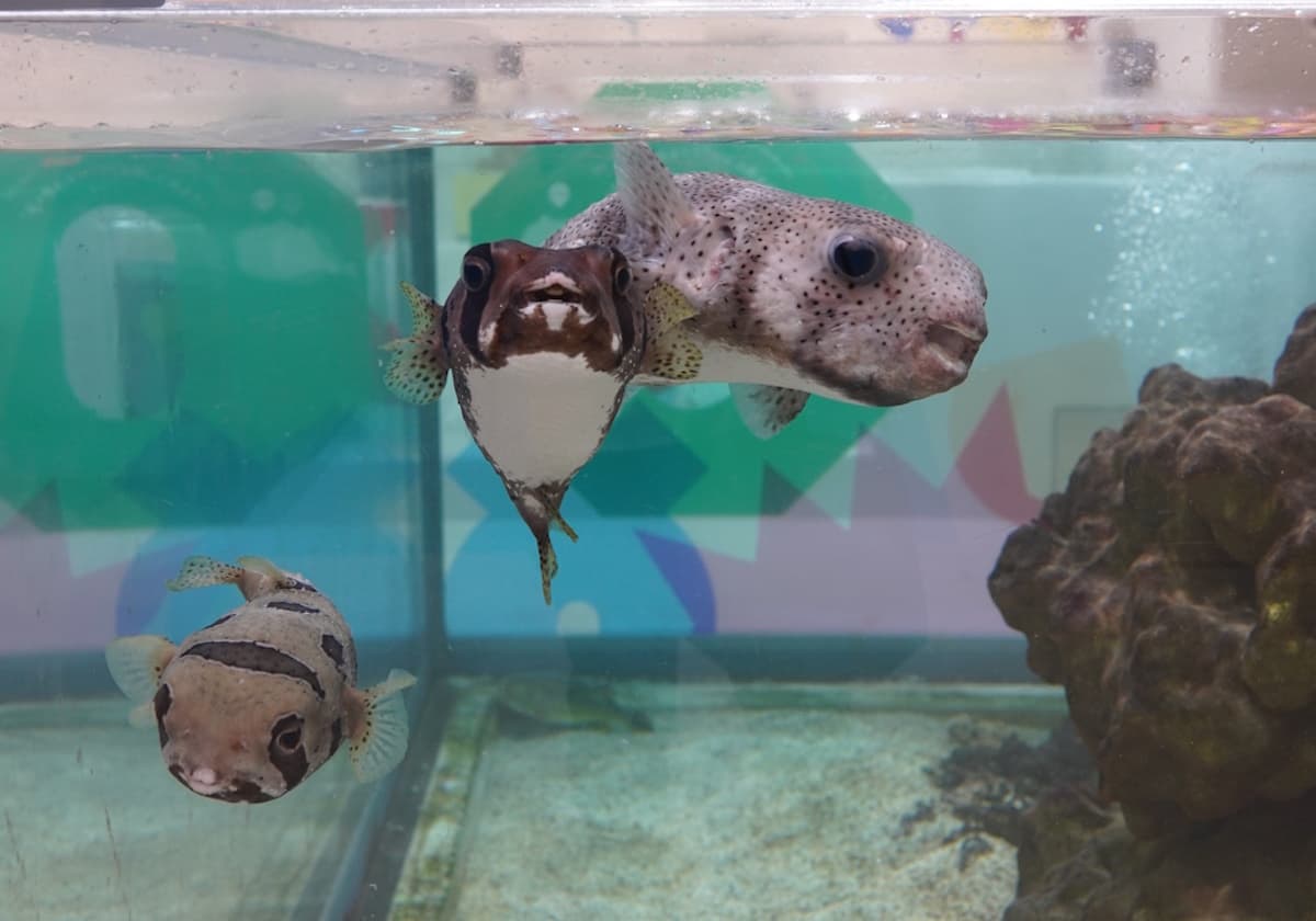 ニフレル「毒にふれる」ゾーン　ネズミフグ