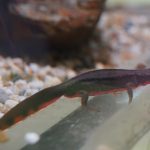 アカハライモリ
