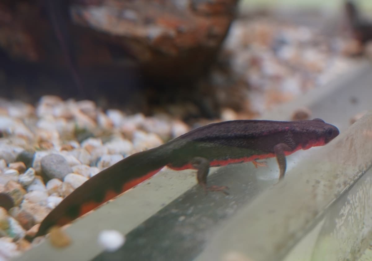 アカハライモリ