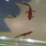 ニフレル「毒にふれる」ゾーン　アカハライモリ