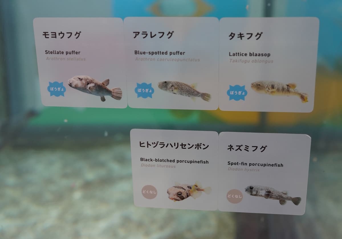 ニフレル「毒にふれる」ゾーン