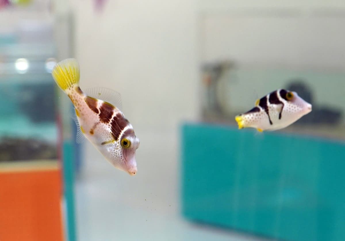 ニフレルの画像1