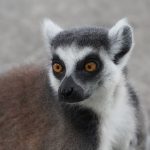 ワオキツネザル