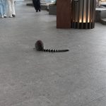 ニフレル