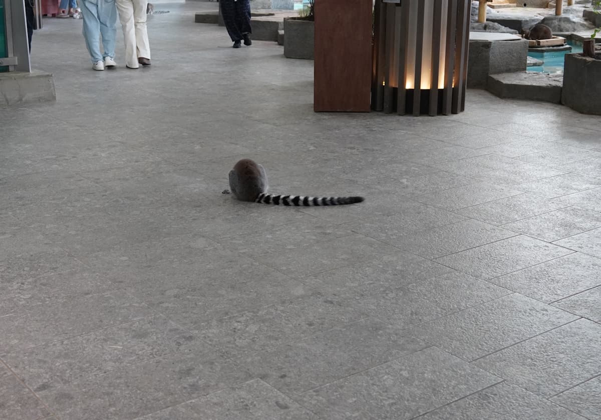 ニフレル