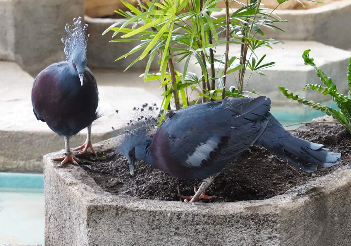 ニフレル