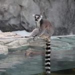 アメリカんビーバーの水槽の縁に座るワオキツネザル