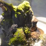 ニフレル