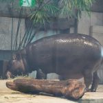 ミニカバのフルフル